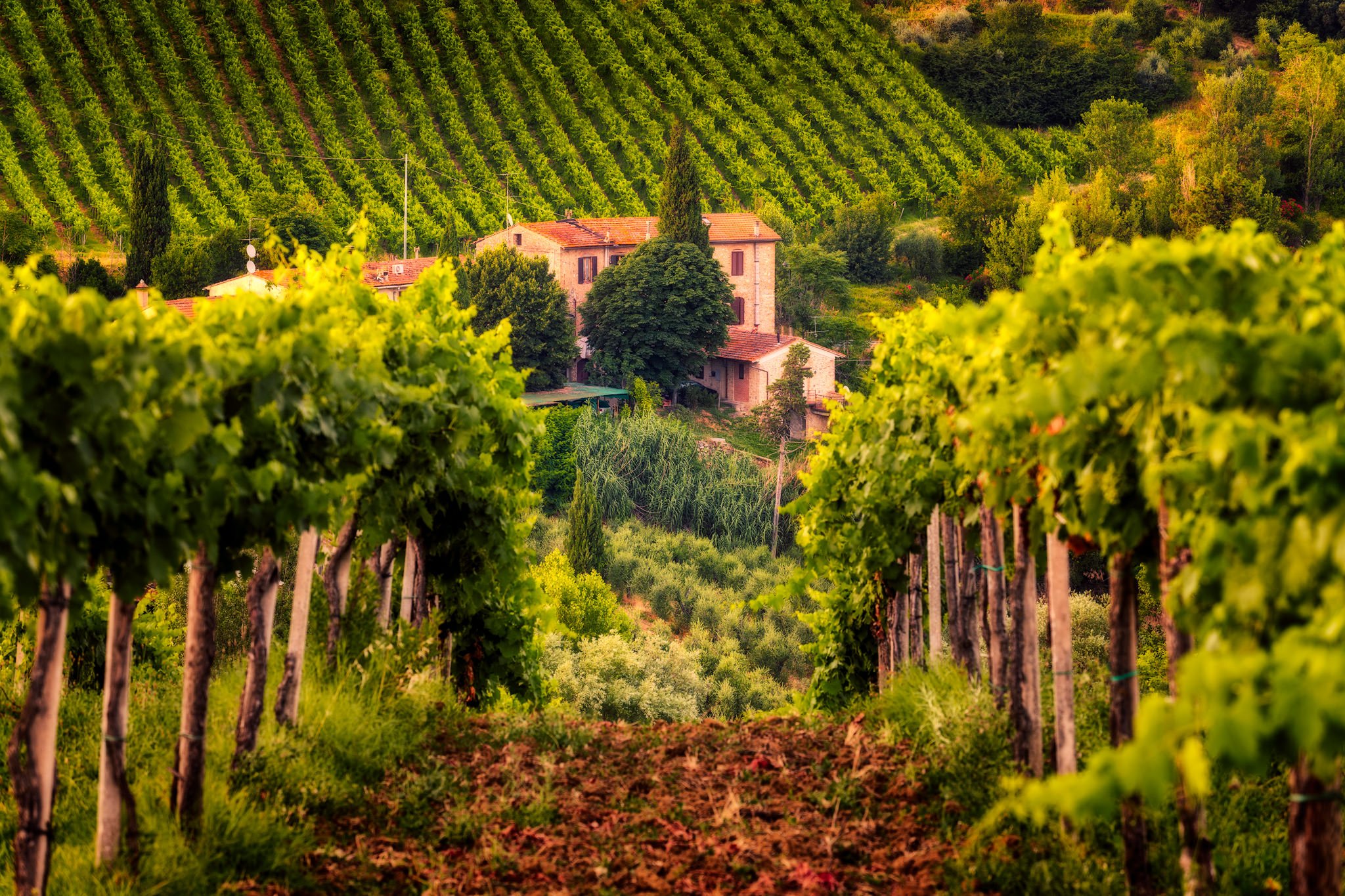 vineyard-Tuscany-Italy-daylight